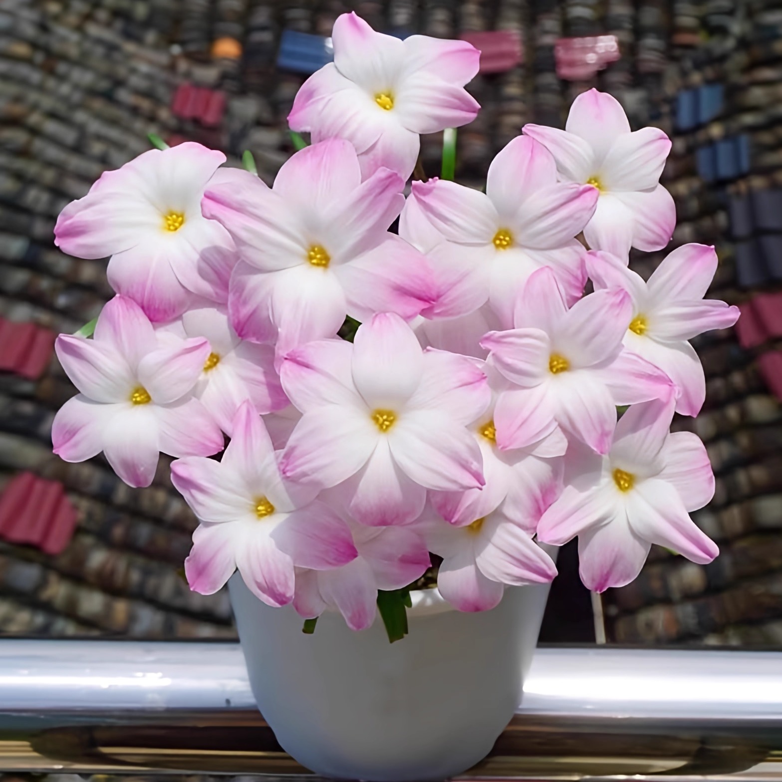 胖丽丽风雨兰重瓣种球耐热包对版