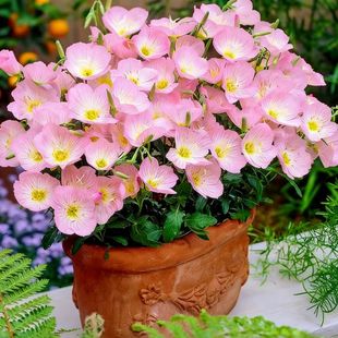 美丽月见草种子春秋季播籽宿根花卉四季种易活多年生花坛盆栽阳台