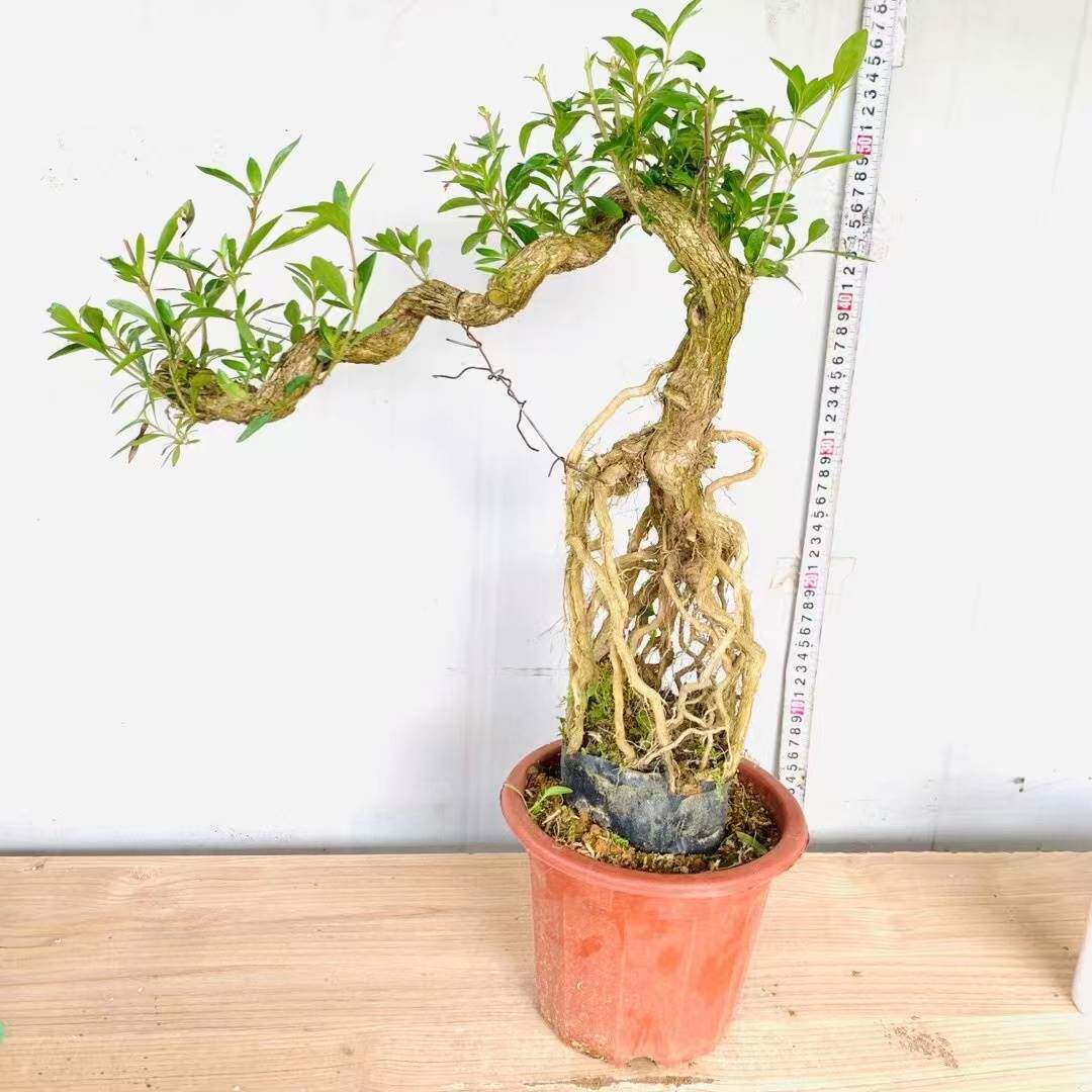 高提根临水六月雪老桩精美盆景文人根艺怪桩悬崖造型附石盆景素材