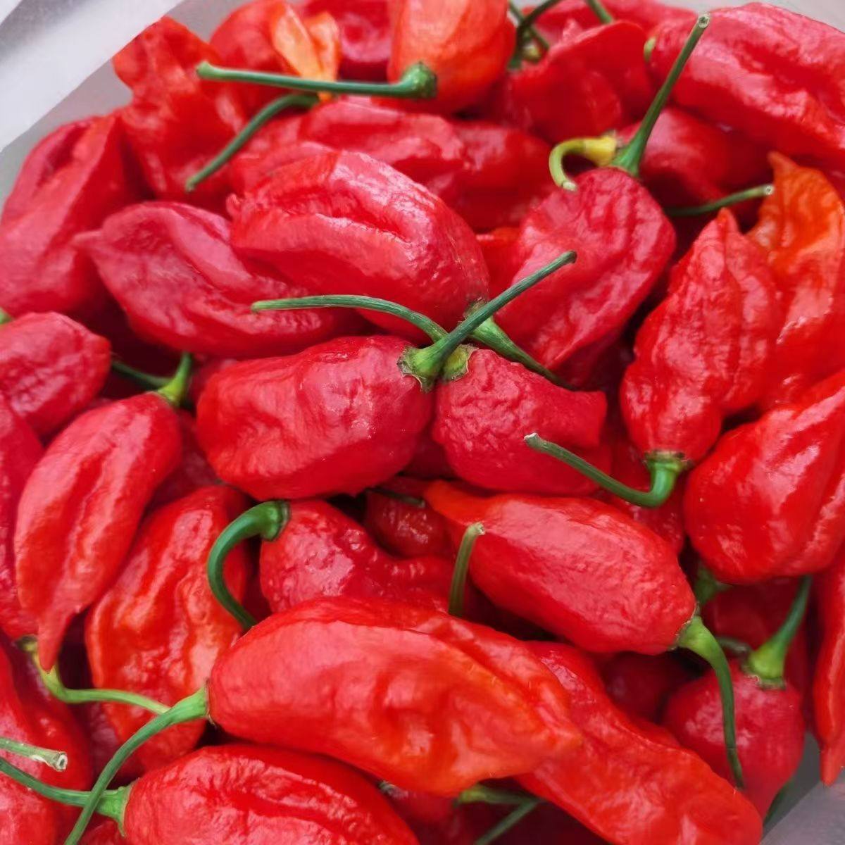 云南德宏新鲜采摘正宗傣族魔鬼辣椒特辣变态辣涮辣辣特产冷链包邮,水产肉类/新鲜蔬果/熟食,辣椒,淘宝优惠券,粉丝福利购,淘宝优惠卷