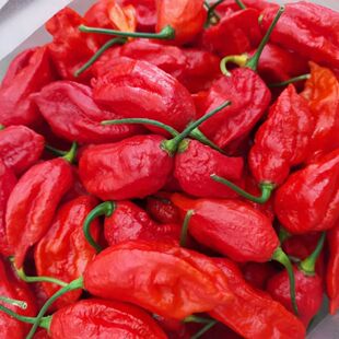 云南德宏新鲜采摘正宗傣族魔鬼辣椒特辣变态辣涮辣辣特产冷链包邮