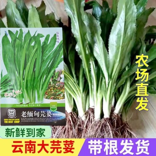 新鲜芫荽苗可种植带跟带土包邮