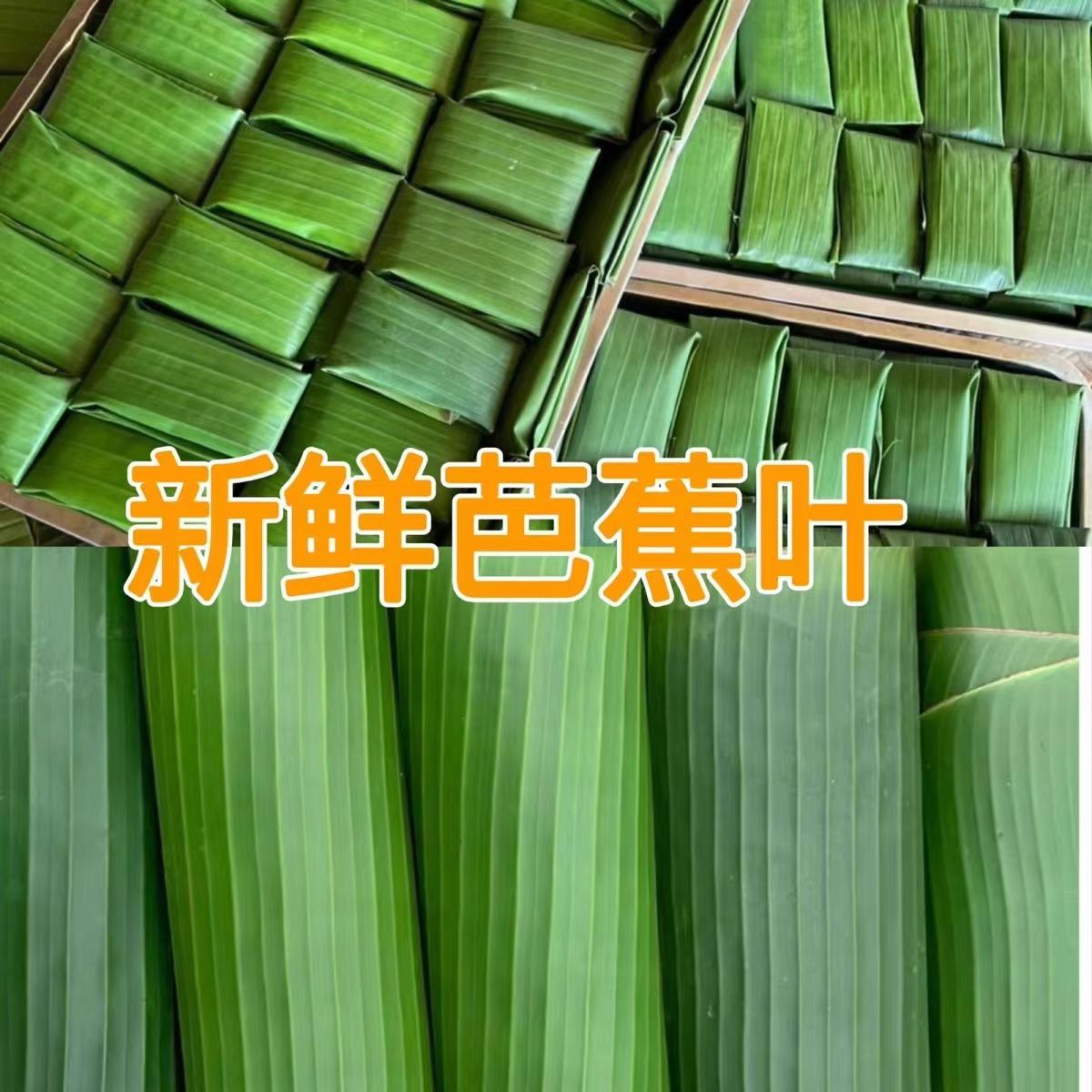 云南德宏新鲜香蕉叶 芭蕉叶芭蕉叶粑粑蕉叶糯米傣式包烧摆盘 包邮