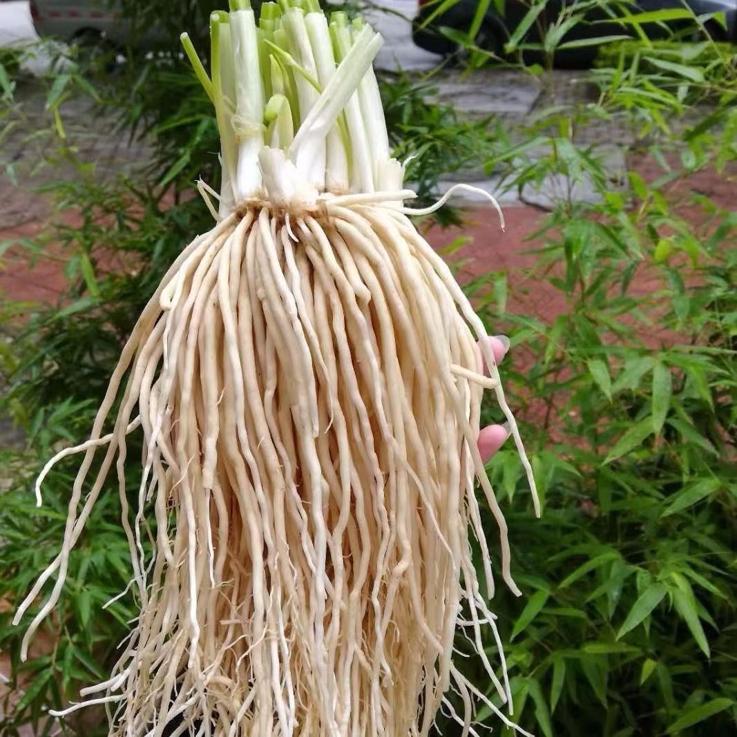 鲜撇菜根现摘包邮新鲜蔬菜