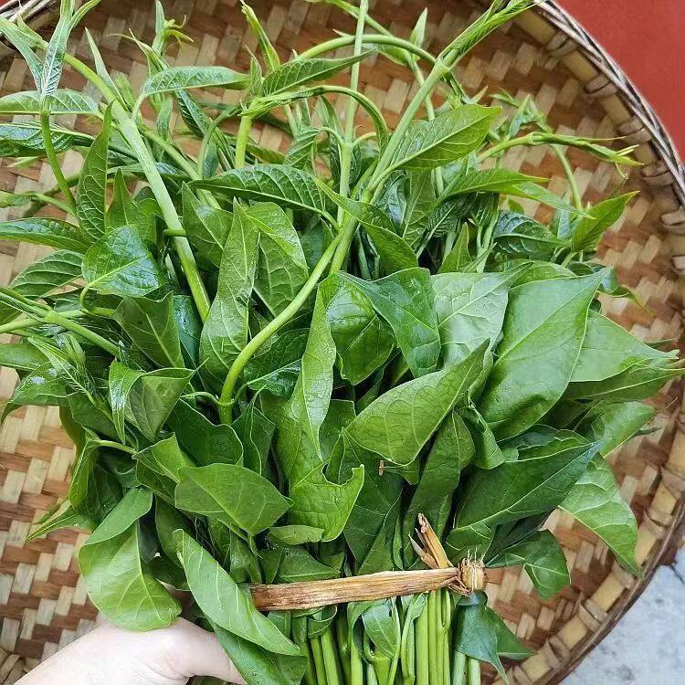 云南德宏傣家特色菜帕克秀新鲜美味现摘野菜煮鸡蛋汤杂菜汤 包邮