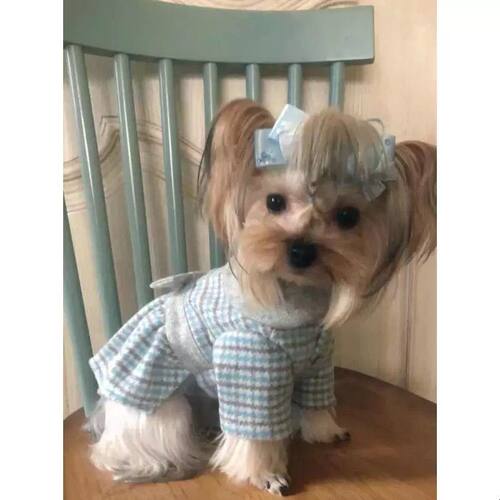 狗狗衣服裙子纸样公主裙秋冬保暖毛呢裙图纸泰迪比熊博美模板样版