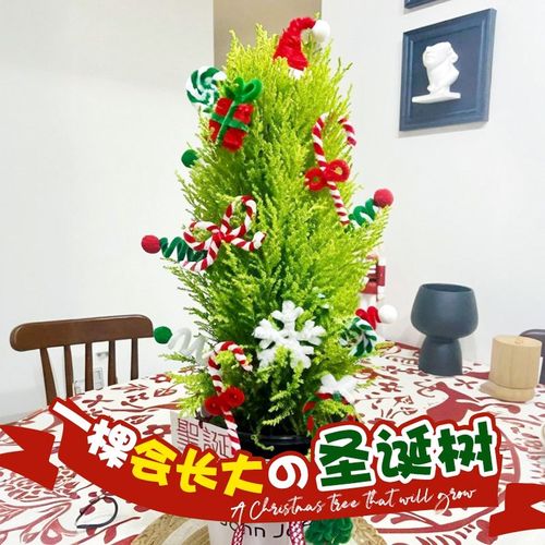 速发小香松公诞树香冠柏盆栽四季绿植植物盆景办圣室好养香柏室内