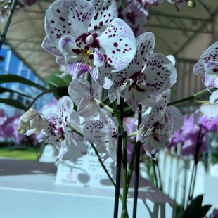 速发多花剑蝴蝶兰再见萤火虫2.8寸杯