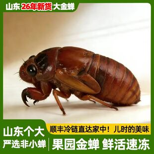 【生态果园放养金蝉】知了猴新鲜活体速冻当季知了生蚕蝉蛹爬叉猴