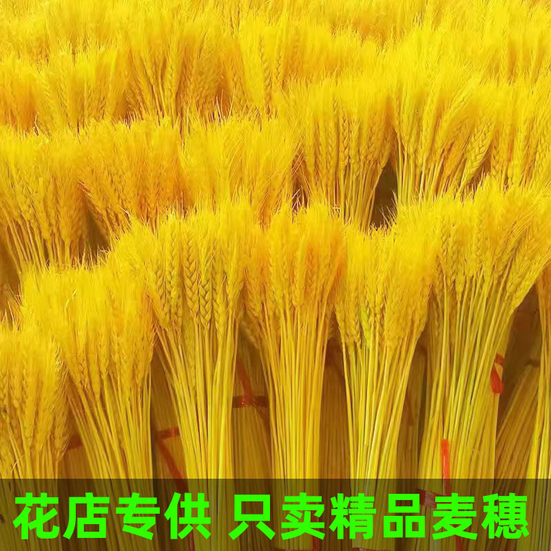 黄金麦穗干花天然小麦客厅田园装饰展会演出道具开业大麦花束摆件