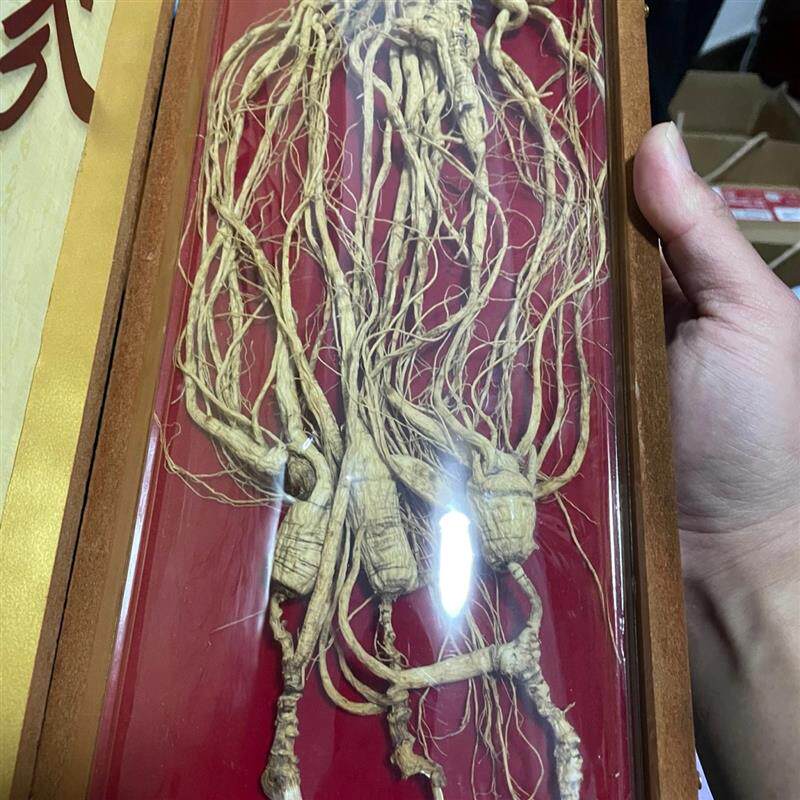 正宗22年人参长白山人参林下籽参野外自然生干参林下山参泡酒