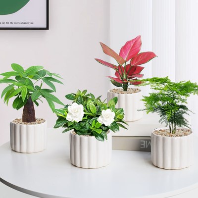 速发富贵竹铁树雅乐之舞树花卉绿植小盆栽室内桌面小植物发财树