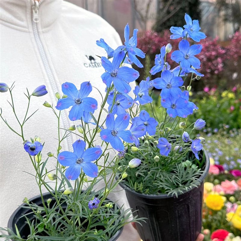 速发小花飞燕草盆栽 春季开花花园台喜花卉 耐寒多年生植物 仙气