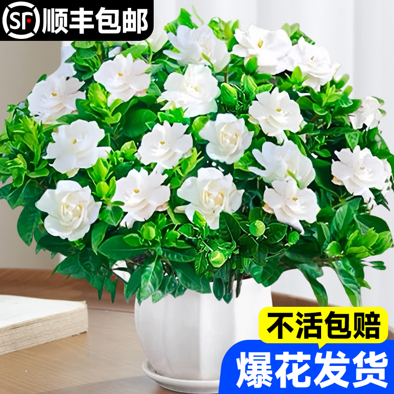 速发养子花盆栽四季开花浓香茉莉花室内花卉好栀活易绿植物带花苞