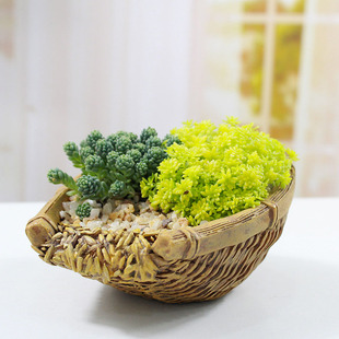 速发造型独特的花盆筲复创意多肉小盆栽套餐箕古七八十年代老旧怀