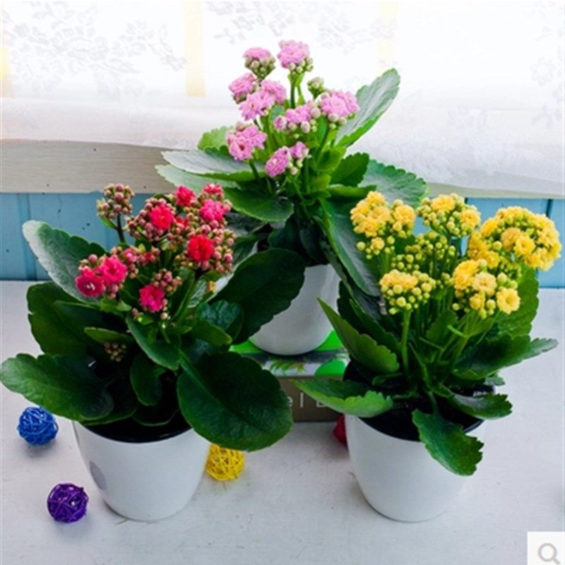 速发长寿绿圣四伽蓝菜室内花草植物 盆栽诞季花卉室内盆栽花植