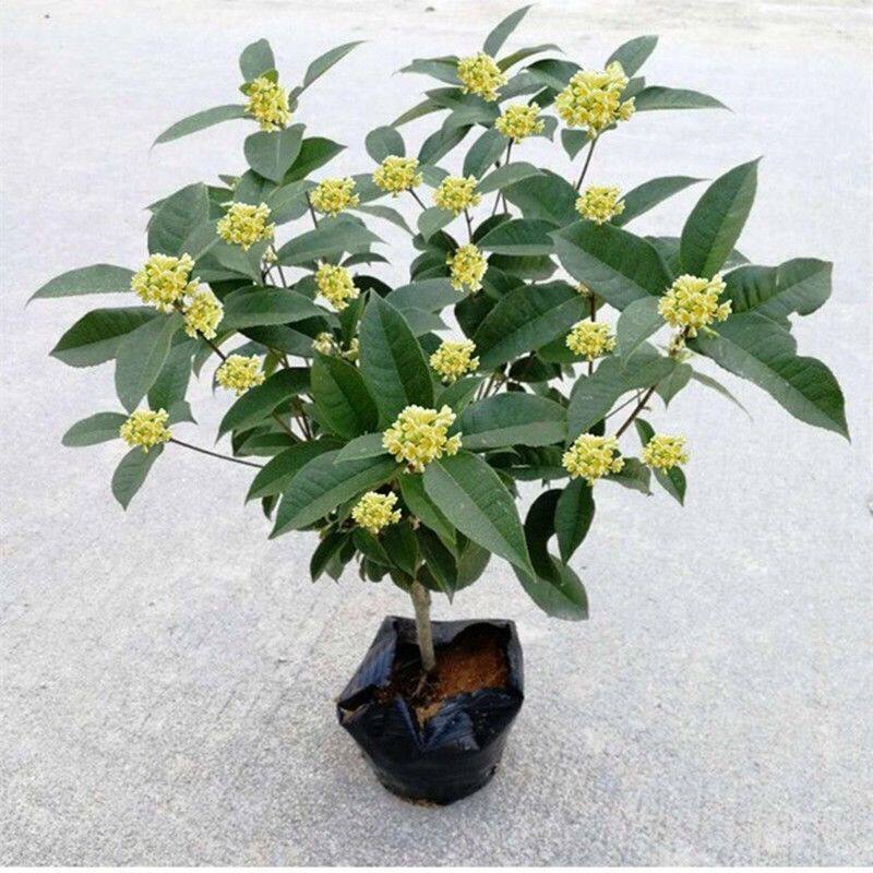 嫁接桂花树苗四季桂大型花卉八月庭院原生金丹天香台阁沉香地盆栽
