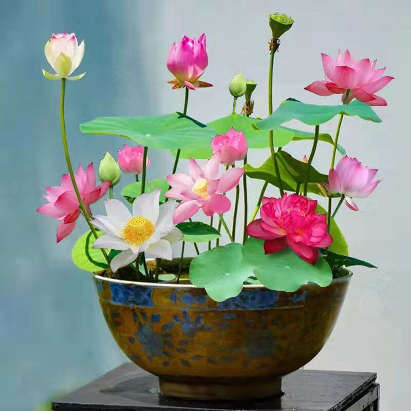 碗莲水培植物花种四季室内开花水养睡莲荷花种子莲花籽盆栽