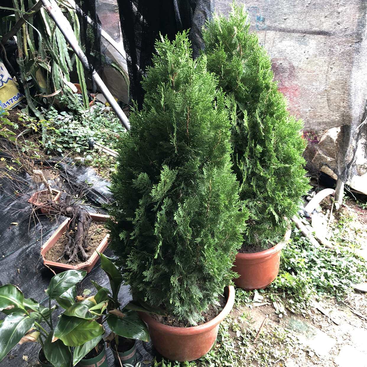 扁柏侧柏龙柏盆景柏树松柏圆柏塔柏室外庭院绿化耐旱耐冷四季常绿