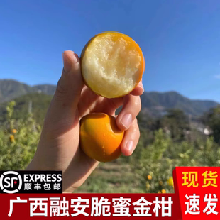 广西融安（脆蜜金柑）第三代大果脆蜜金桔纯甜官方独立装顺丰包邮