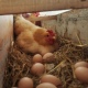 30枚后院养 包邮 鸡下 蛋最近太多了吃不了了拿出来卖点顺丰