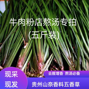 贵州新鲜山奈三奈5斤五香草香料茴香菖蒲随手奈鲜批发中药材