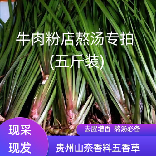 贵州新鲜山奈三奈香料5斤五香草茴香菖蒲调料批发商用中药材整根