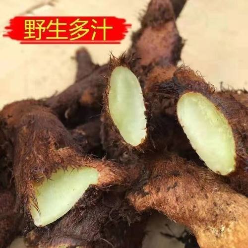 贵州深山骨碎补毛姜爬岩姜石岩姜接骨白桦茸  现采煲汤