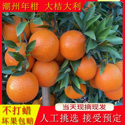 广东正宗潮州柑潮汕本地正宗焦柑新鲜年货大吉大利应季柑橘水果