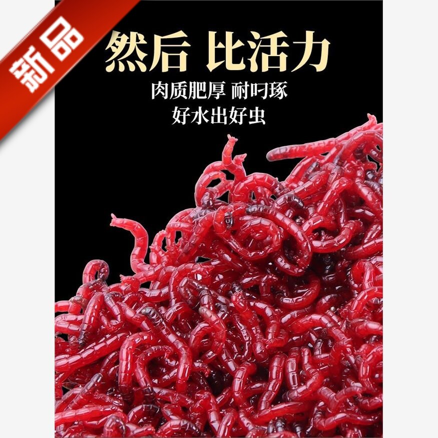 鲜活红虫特大号公虫活体红虫活饵六角恐龙斗鱼料鲫鱼野钓黑坑拉饵