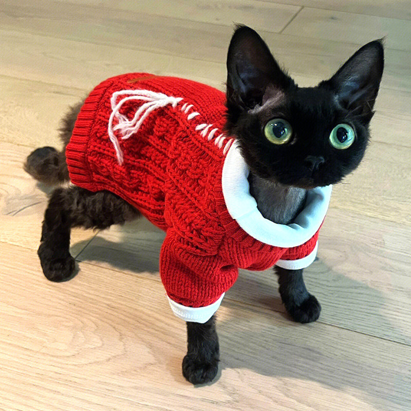 华东名宠德文卷毛猫纯种血统幼猫黑白开脸不掉毛蓝眼活体宠物猫咪