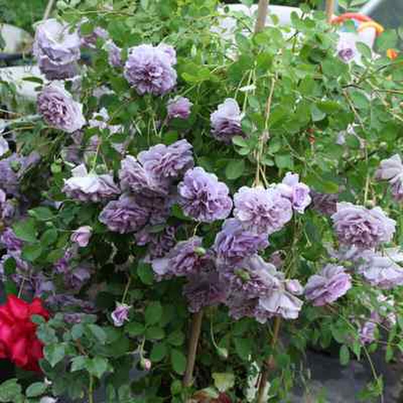 极速浓香藤本月季花苗蓝色阴雨阳台庭院爬藤玫瑰花多花蔷薇花大苗