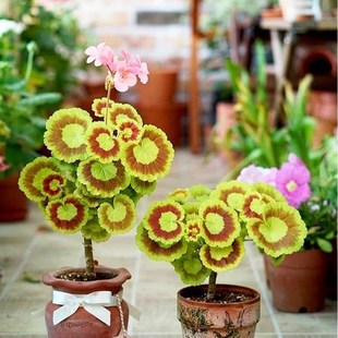 速发天竺葵奎尔特夫人希顿达单重瓣彩色观枫叶四季开爆花期长室内