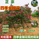 金银花树苗可食用四季 浓香型红黄白盆栽爬藤植物阳台庭院绿植
