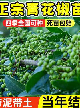九叶青花椒树苗大红袍花椒苗地栽盆栽藤椒麻椒树四季种植带土