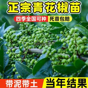 九叶青花椒树苗大红袍花椒苗地栽盆栽藤椒麻椒树四季种植带土