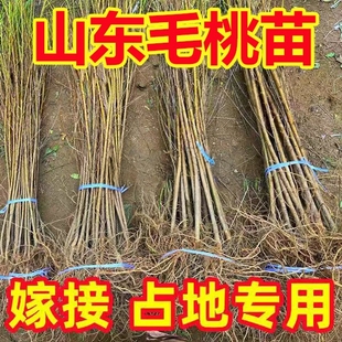 【嫁接专用】毛桃砧木桃树占地树苗桃树实生苗桃树原生苗现挖现发
