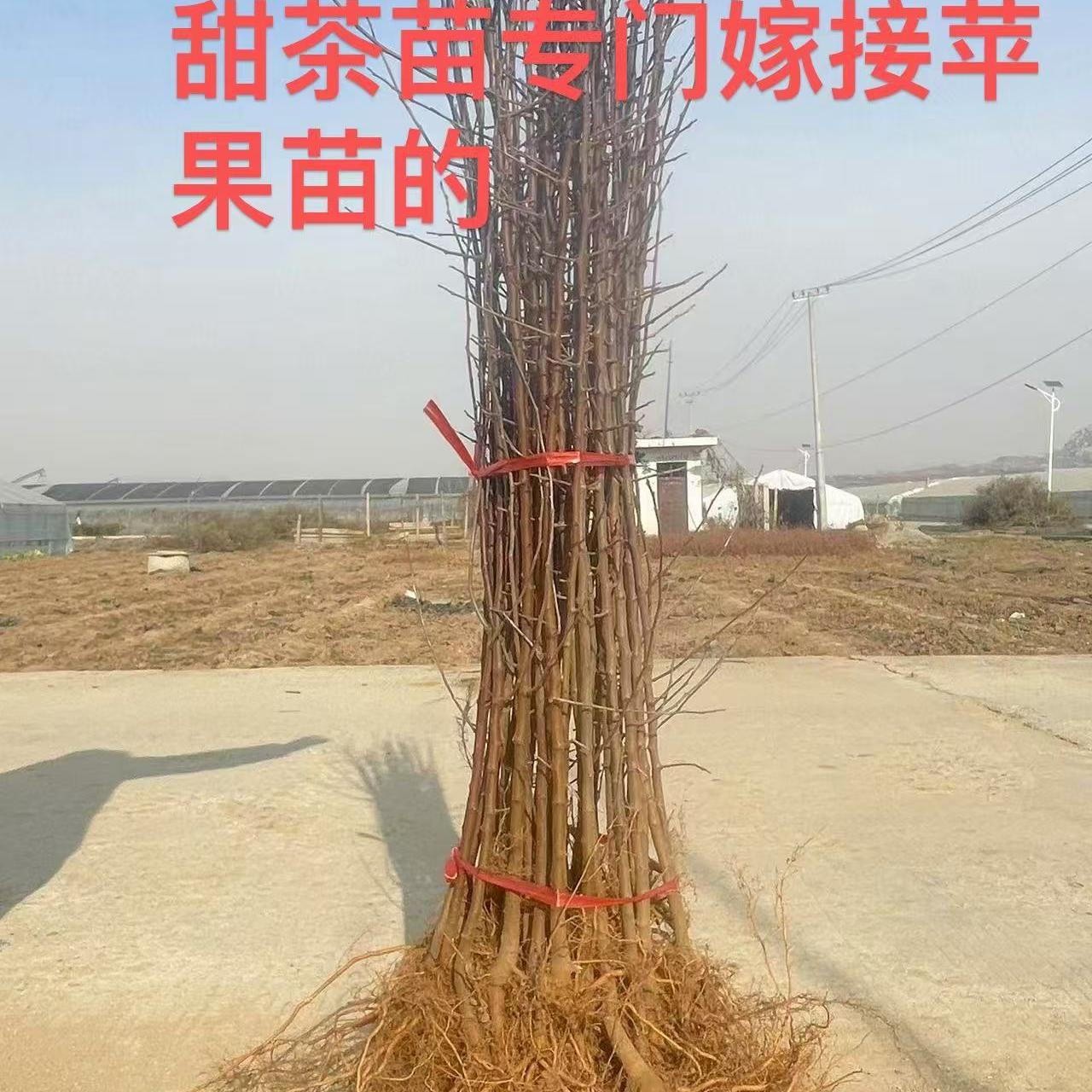 砧木砧木甜茶苗好活现挖嫁接树苗