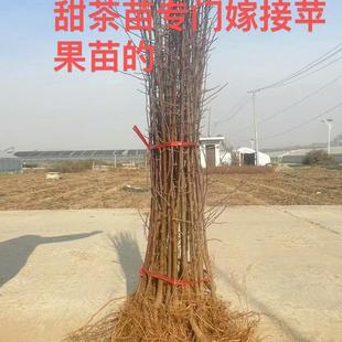 甜茶苗山丁子树苗嫁接苹果海棠砧木现挖现发山东保湿发货