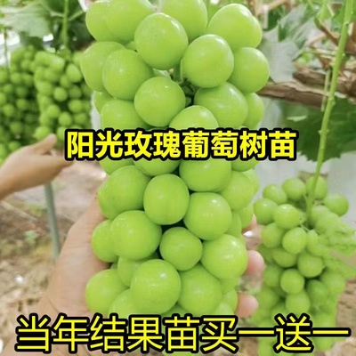 葡萄苗果树阳光玫瑰全国各地无籽