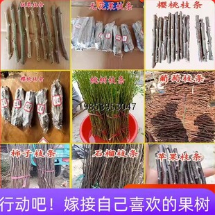 嫁接接穗葡萄苗无花果李子苹果山楂柿子樱桃树石榴苗接穗扦插枝条
