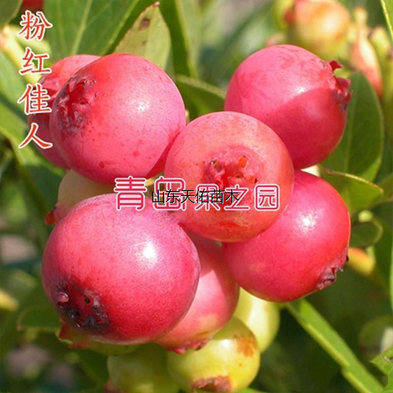 蓝莓树苗新品粉红佳人柠
