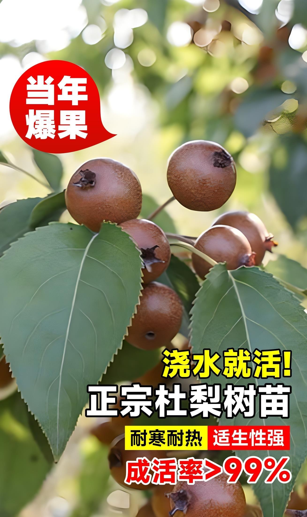 杜梨苗海棠梨树嫁接苗耐寒果树苗南北方盆栽地载四季种植当年结果