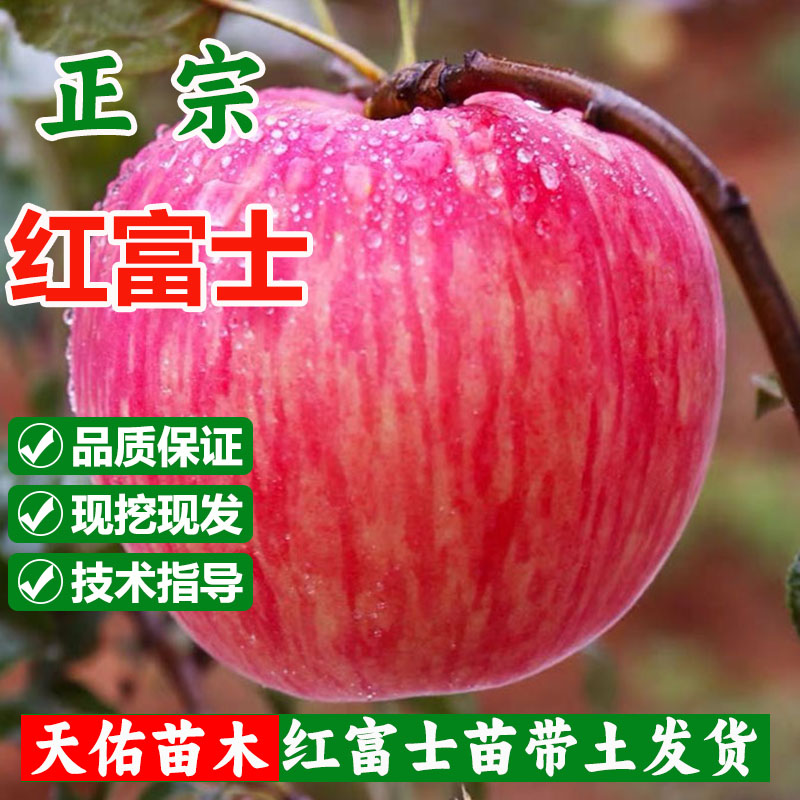 红富士耐寒耐旱盆栽地栽矮化