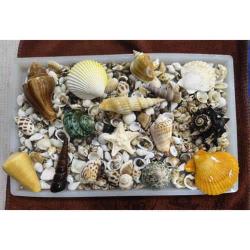 天然贝壳海螺海星寄居蟹替换壳手