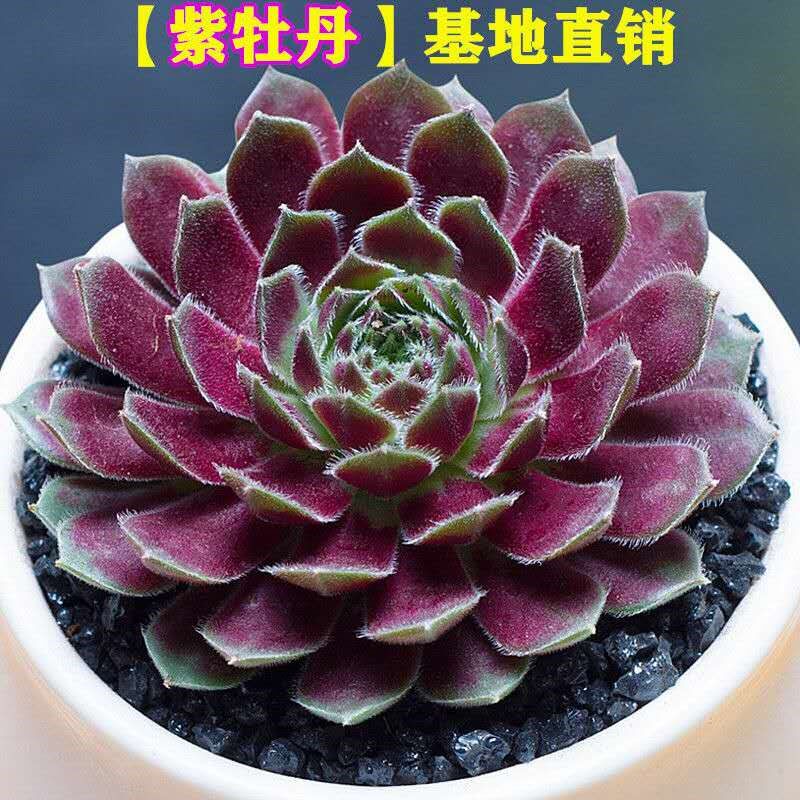 高货速发观音莲多肉植物超大紫牡丹多多老根o好养净化空气老桩大