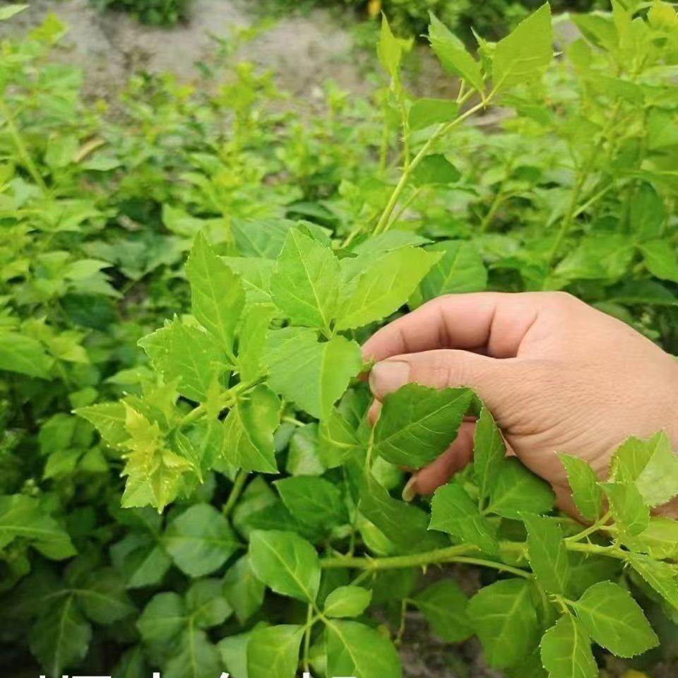 刺五加种子野生恩平簕菜苦刺心三叶五加苦甘菜榄树菜白簕花野菜籽