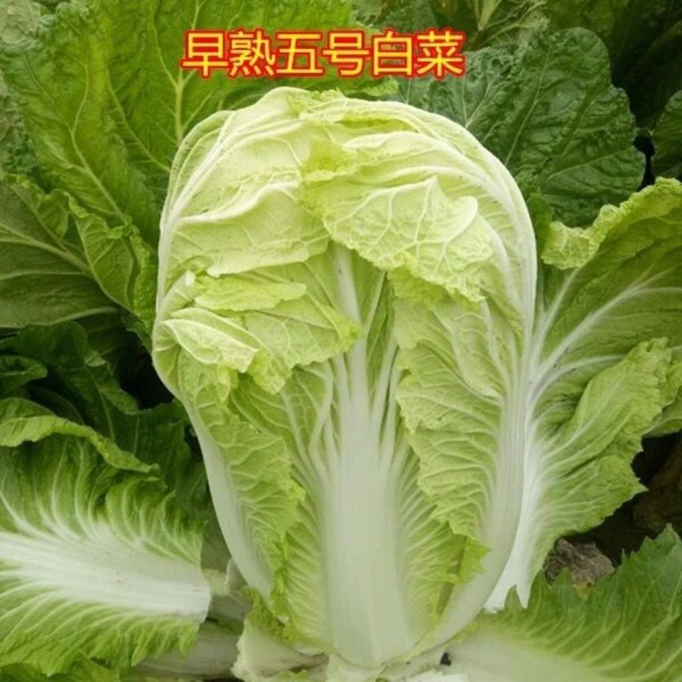 新早熟五号大白菜种子抗热
