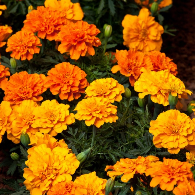 孔雀草种子混色矮万寿菊花种籽子四季播种开花庭院室外盆栽花种子