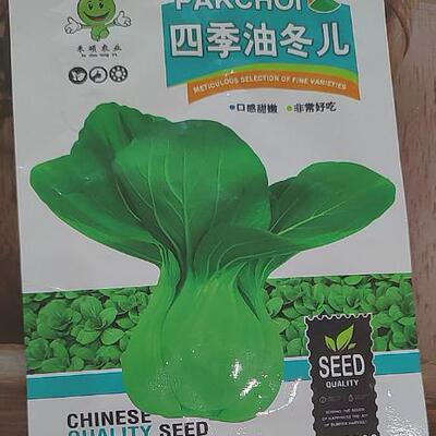 四季油冬种子菜蔬杭州籽孑